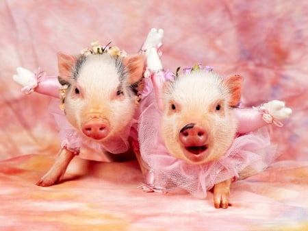 we hate ham an bacon - cute, outfits, adorable, piglets