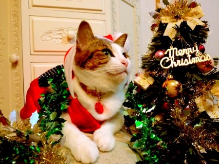 SEASON GREETINGS - holiday, new year, cat, christmas