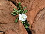 Rocks and flower