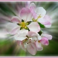 Pink flowers