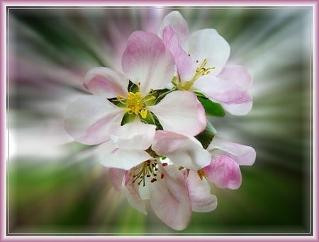 Pink flowers - flowers, pink