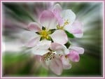 Pink flowers