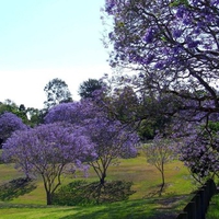 Purple trees