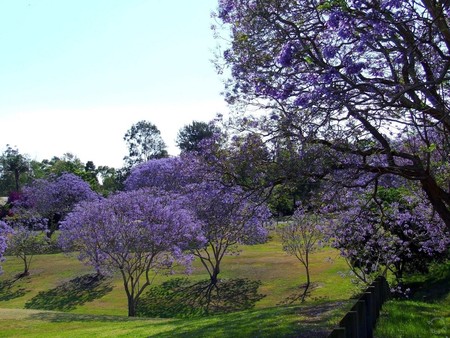 Purple trees - purple, trees