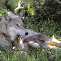 Mother and cub