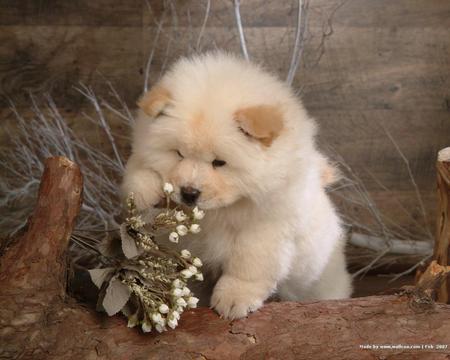 dog - dog, animal, wallpaper, cute, other