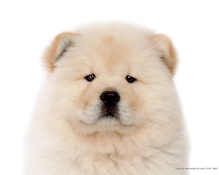 dog - animal, wallpaper, cute, other, dog