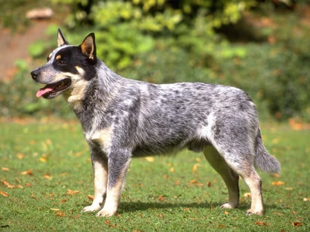 Cattle Dog - cattle dog, lawn, grass