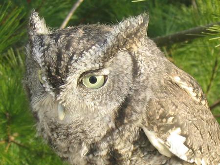 Eastern Screech Owl - screech owl, tree