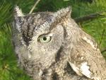 Eastern Screech Owl