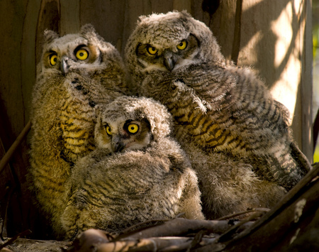 Great Horned Owl Chicks - great horned owls, nest, tree, chicks