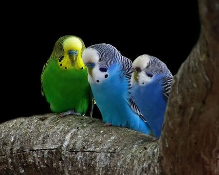 Budgerigars in a tree - 2 blue, branch, 1 green budgerigar, tree