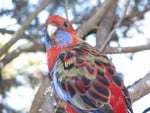 Crimson Rosella