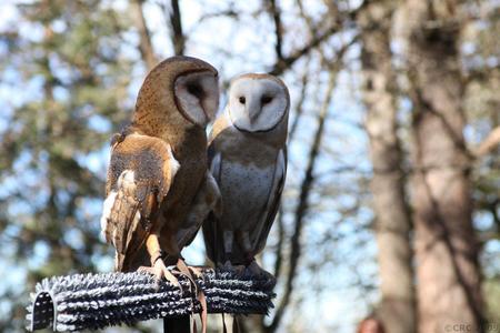 Barn Owls - barn owls, trees, perch