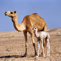 Camel and baby