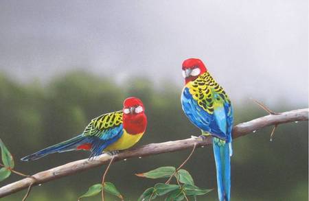 Rosella Painting - tree branch, art, parrots, 2 rosellas, misty