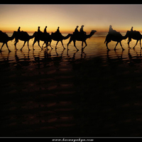 Camel Walk