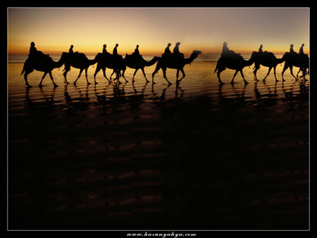 Camel Walk - egypt, dusk, silhouettes, camel walk