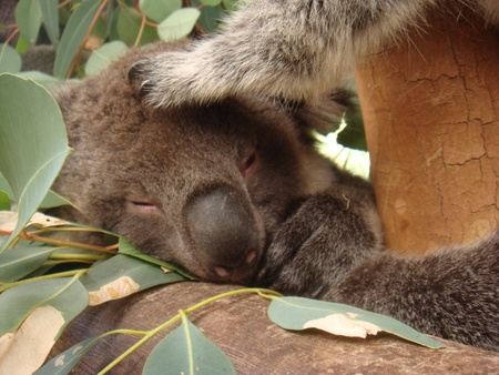 Sleeping Koala - sleeping, koala bear, eucalyptus tree