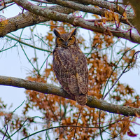 Great Horned Owl