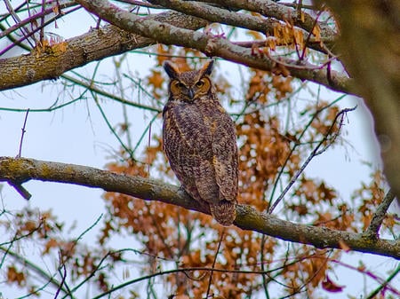 Great Horned Owl - tree, owl, bird