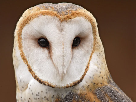 Masked Owl - face, closeup, animals, masked, masked owl, owl, bird, birds