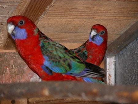 Crimson Rosellas - parrots, crimson rosellas