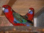 Crimson Rosellas