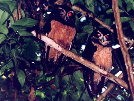 Spectacled Owls - tree, night, birds, owls