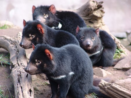 Tasmanian Devils - logs, tasmanian devils