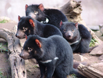 Tasmanian Devils