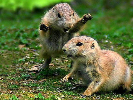 Play fighting - rodents, play, grass, fighting