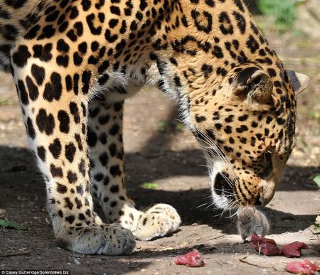 Leopard sniffing mouse - sniffing, leopard, mouse, rodent