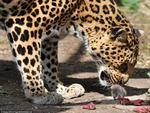 Leopard sniffing mouse