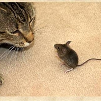 Cat versus mouse