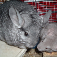 Chinchilla baby kissing mum