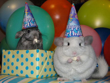 Birthday Chinchillas - balloons, chinchillas, party, birthday hats