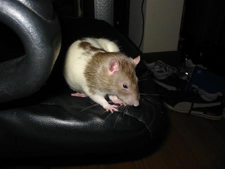 Hooded Rat - hooded rat, sofa, rodent