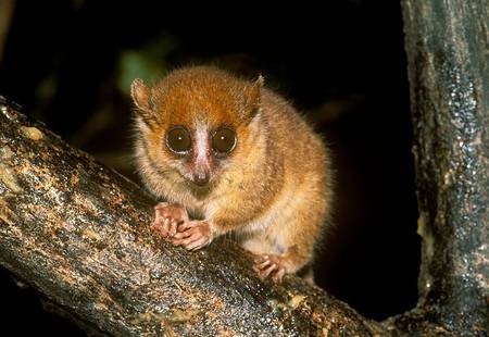 Bright eyed possum - night, possum, tree