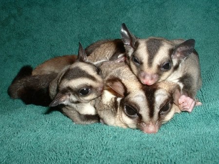 Sugar Gliders - mum, sugar gliders, baby