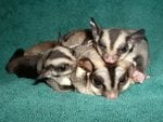 Sugar Gliders