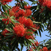 Flowering Tree