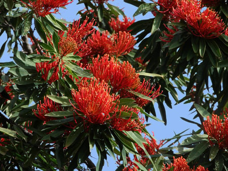 Flowering Tree - tree, red flowers