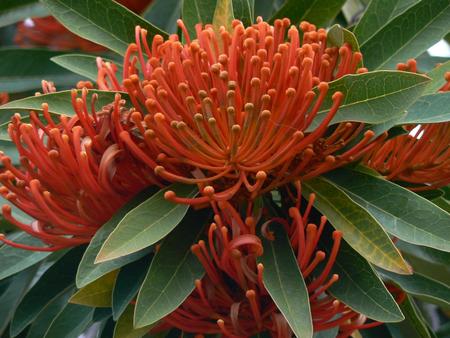 Flowering tree - tree, garden, red flowers