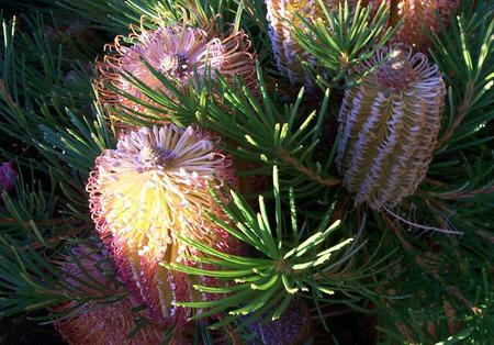 Banksia flowers - flowers, banksia, tree