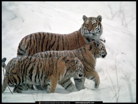 Keepin A Lookout - india, snow, nepal, tibet, winter, serbain tigers, tigers, serbia