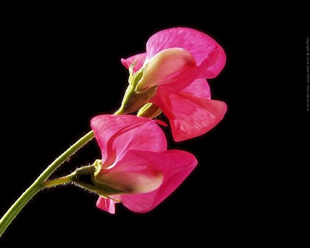 Pink Sweetpeas - sweetpeas, flowers, pink