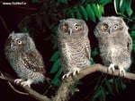 Owl Trio