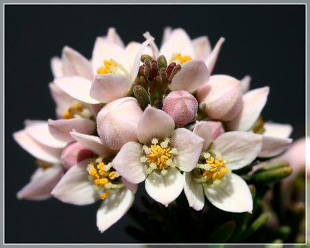 Velvet Boronia - boronia, flowers, on black