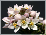 Velvet Boronia